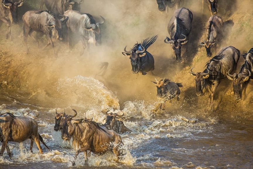 Wildebeests crossing river during the great migration in Tanzania