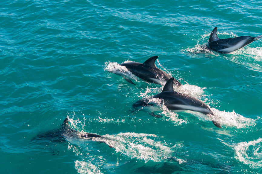 Dolphins breaching the water in Kaikoura, New Zealand