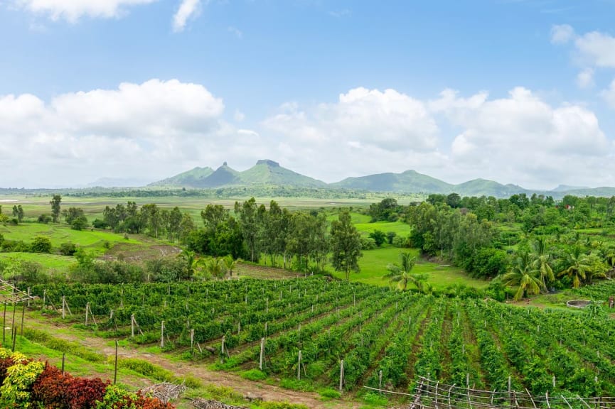 Vineyards in Nashik, India