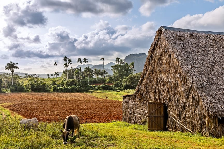 Hut and cows in Viñales Valley, Cuba.