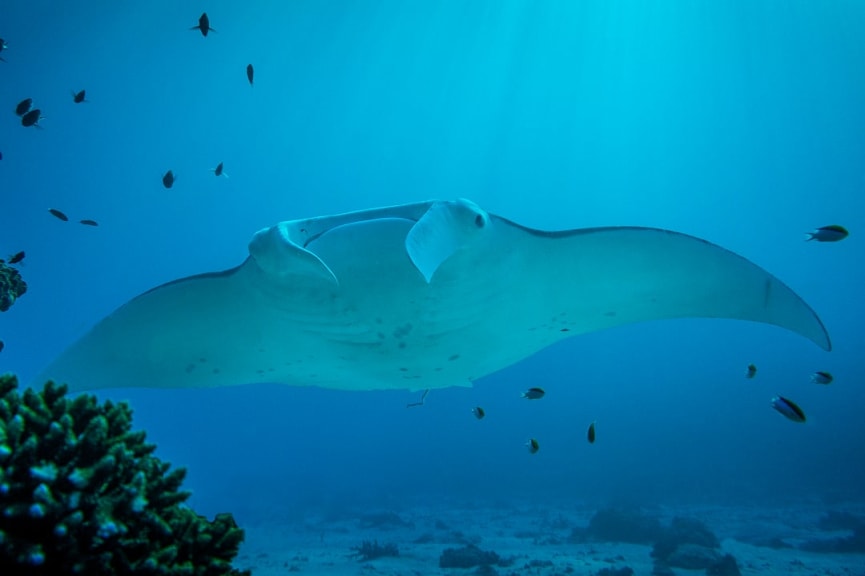 Manta ray at Lady Elliot island in Australia's Great Barrier Reef