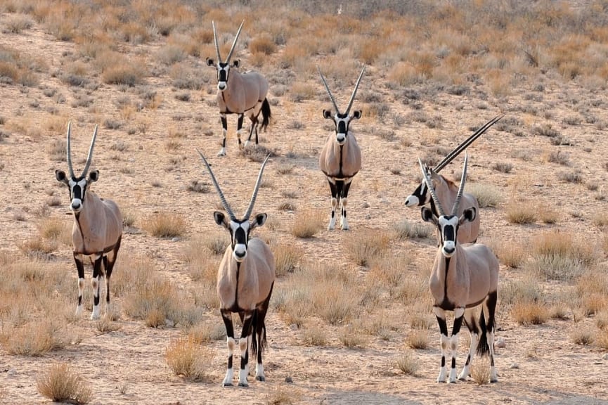 Antelope in Kgalagadi Transfrontier Park, Africa.