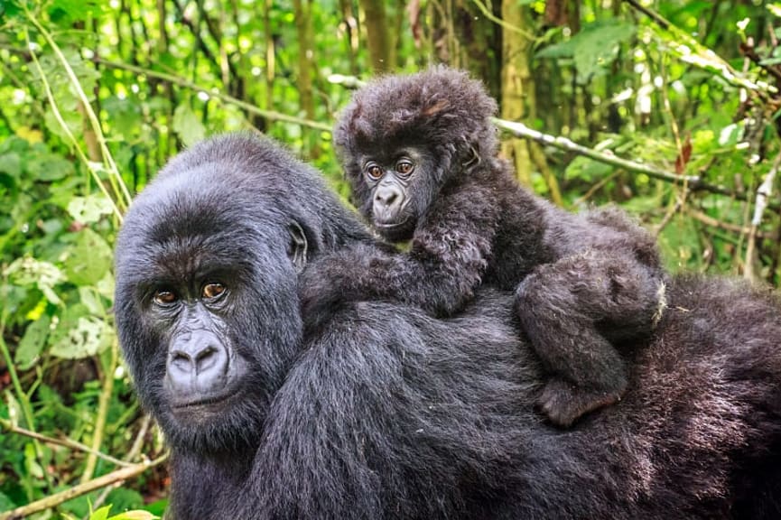 Baby mountain gorilla sitting on the back of his mother