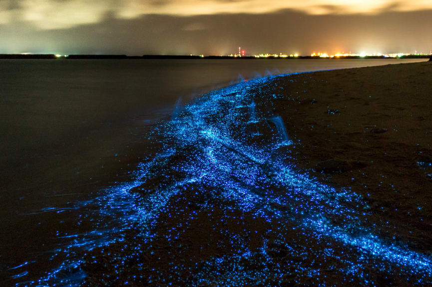 Sea of Stars on Vaadhoo Island, Maldives