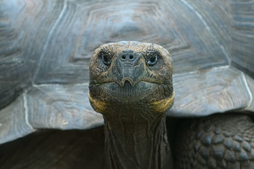 Giant tortoise in Rancho Primicias Wildlife Reserve