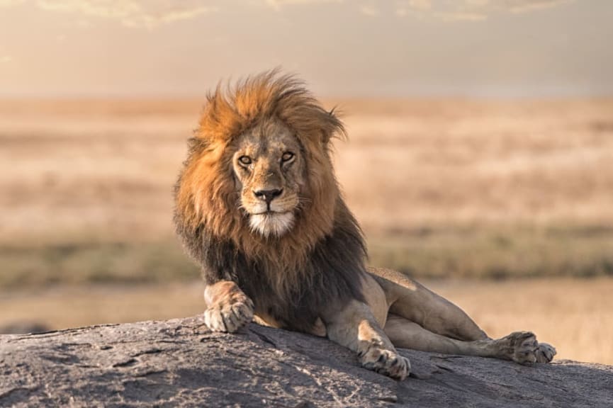 Lion in Serengeti, Tanzania