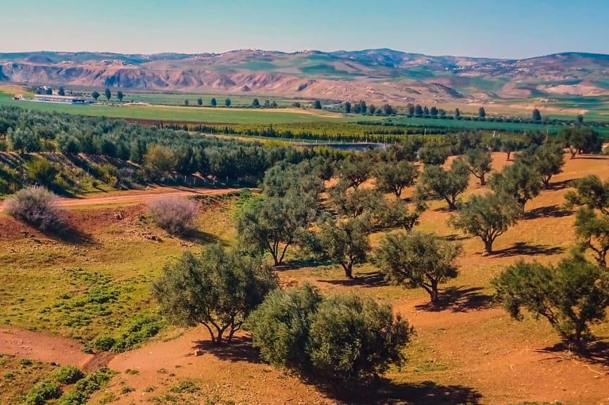 Olive trees and vineyards on farmland in Morocco