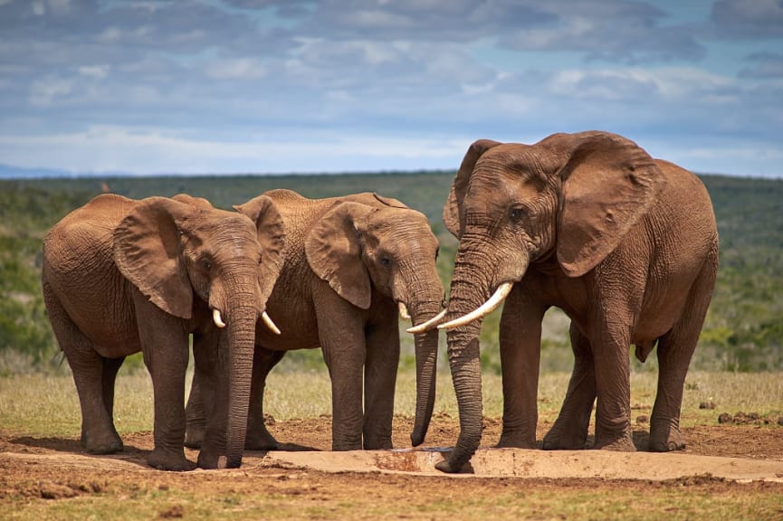 Elephants in Addo Elephant Park, South Africa