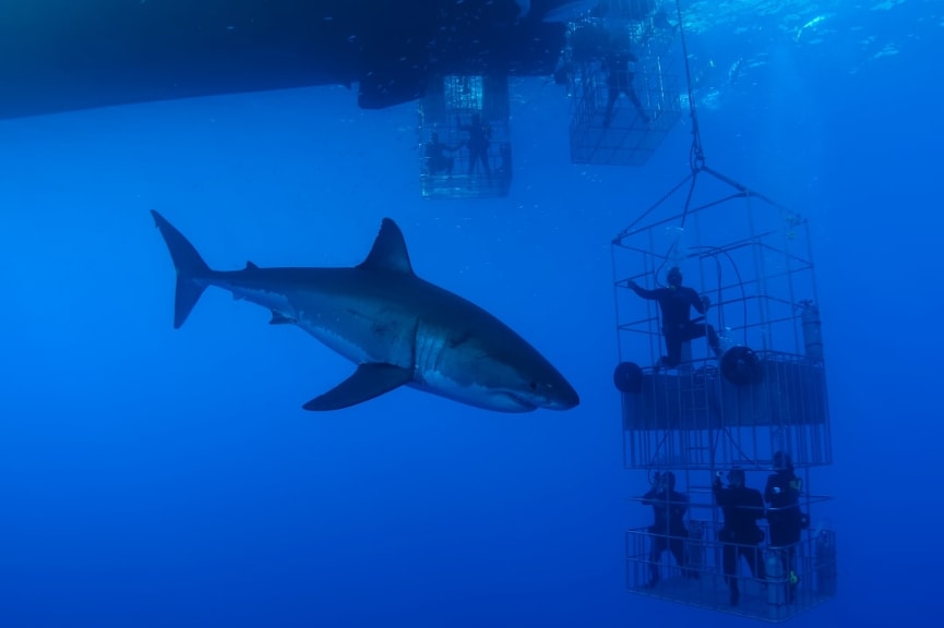 Shark cage diving in Gansbaai, South Africa