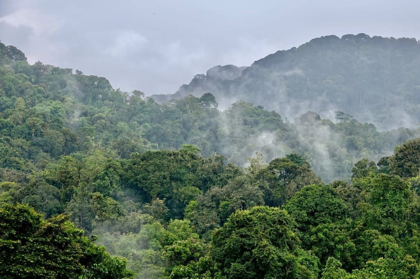 Mist in the rainforest or Nyungwe 