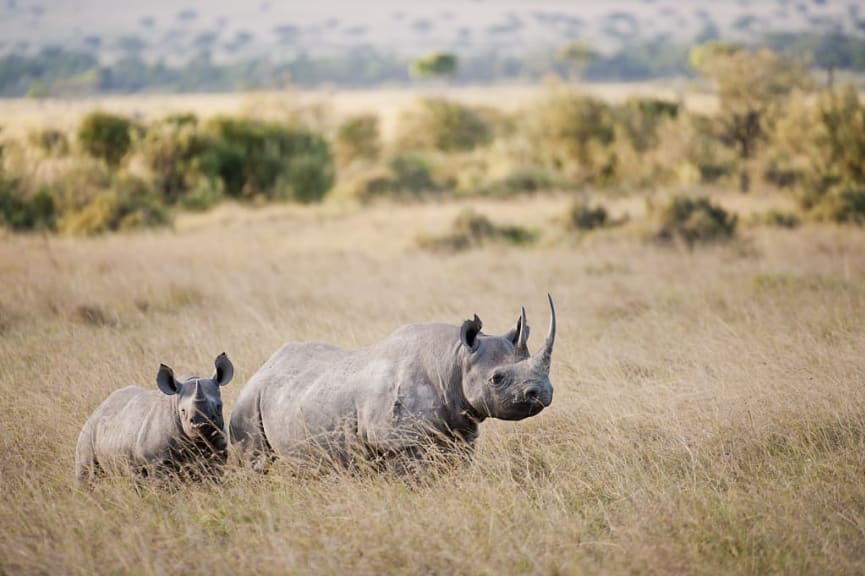 Rhinos in Masai Mara during winter