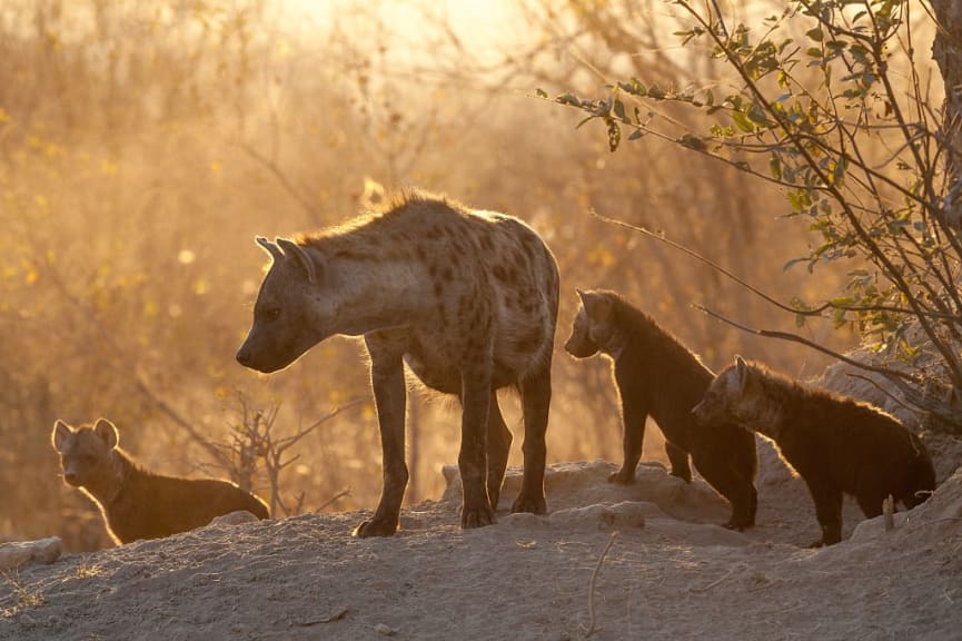 Female spotted hyena with her cubs in morning light, Timbavati, South Africa