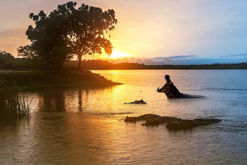 Hippos at sunrise, Murchison Falls National Park, Uganda