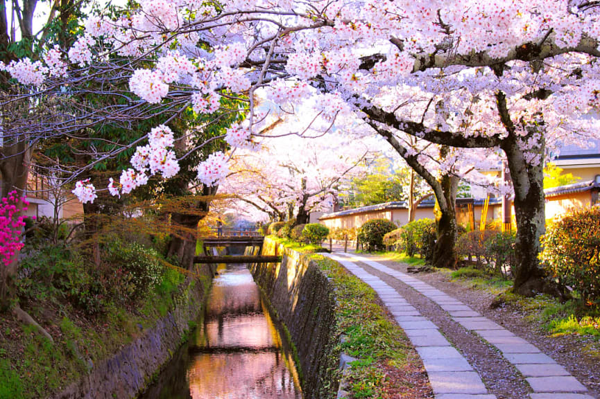 Cherry blossoms along Philosopher's Path in Kyoto, Japan