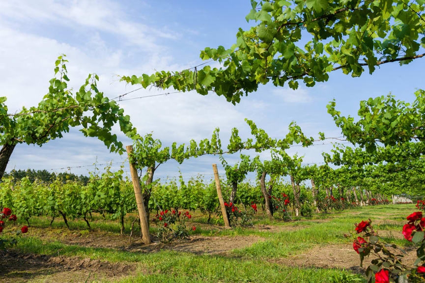 Vineyards in Argentina