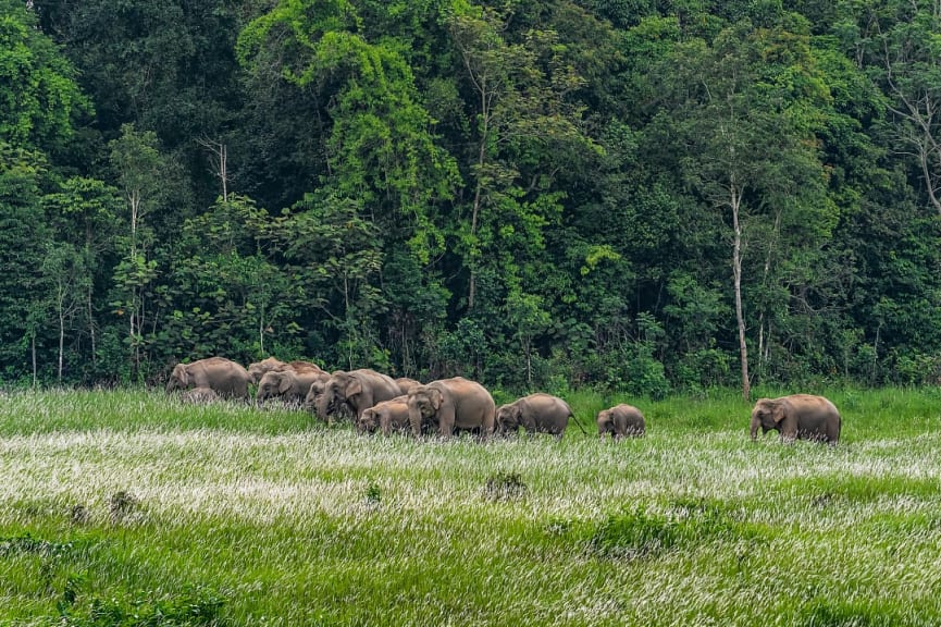 Wild elephants in Khao Yai National Park, Thailan