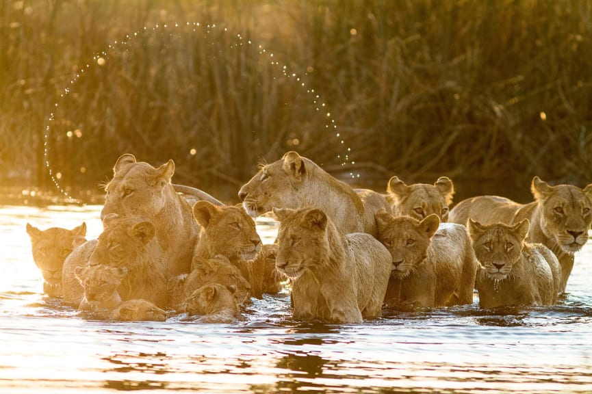 Group of lions enjoying the river in Selinda Reserve, Botswana