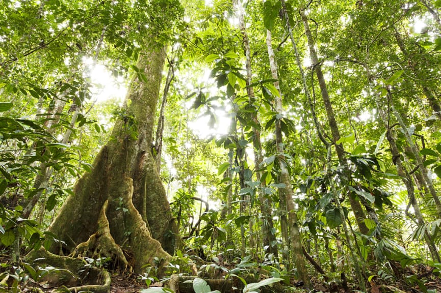 Cuyabeno National Park, Ecuador