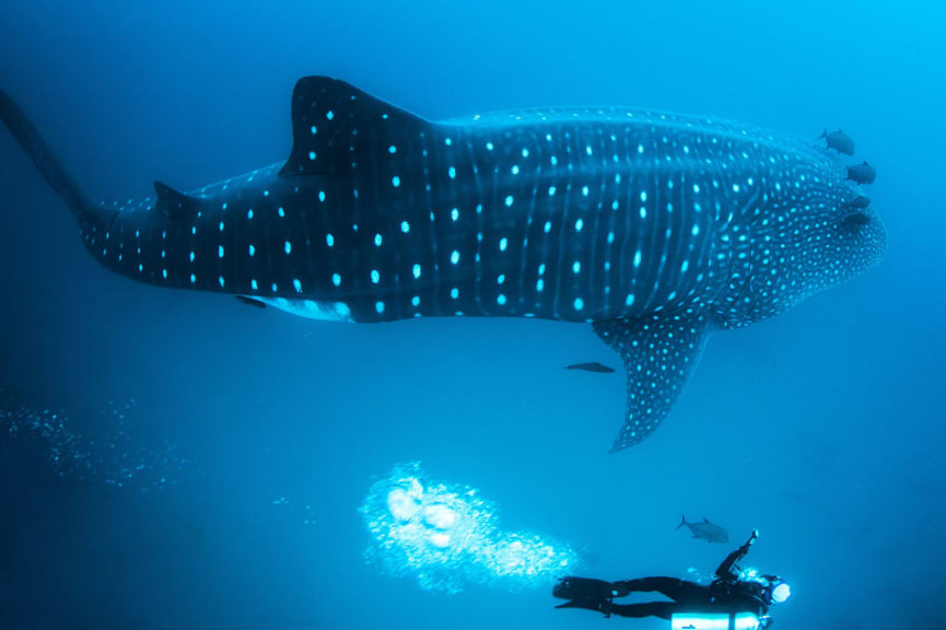 Scuba diver with whale shark in the Galapagos Islands