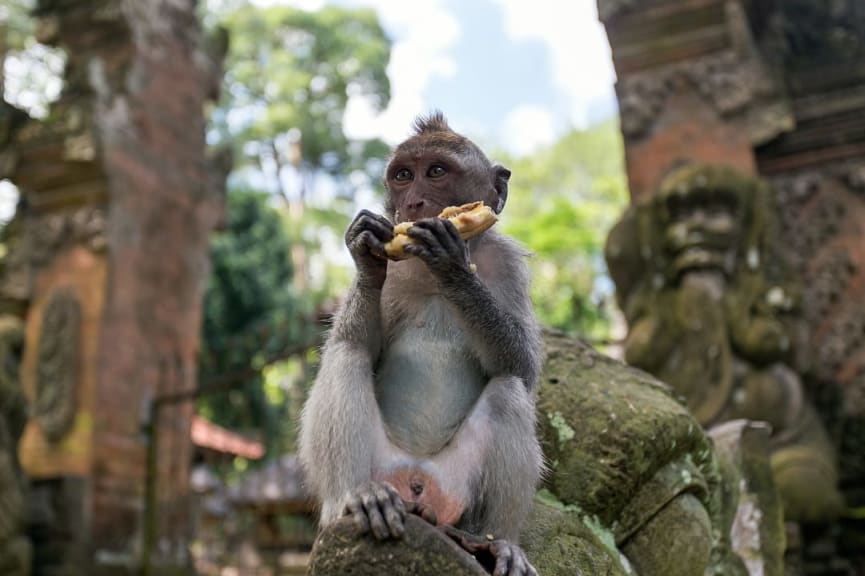 Monkey Forest in Bali