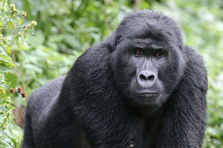 Gorilla in Bwindi Impenetrable Forest National Park, Uganda