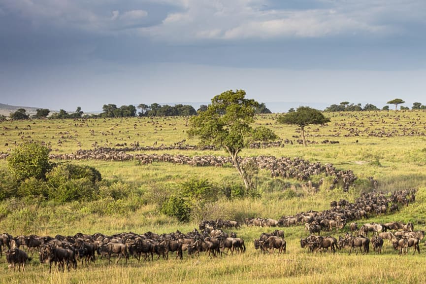 Wildebeests in the Serengeti during the Great Migration