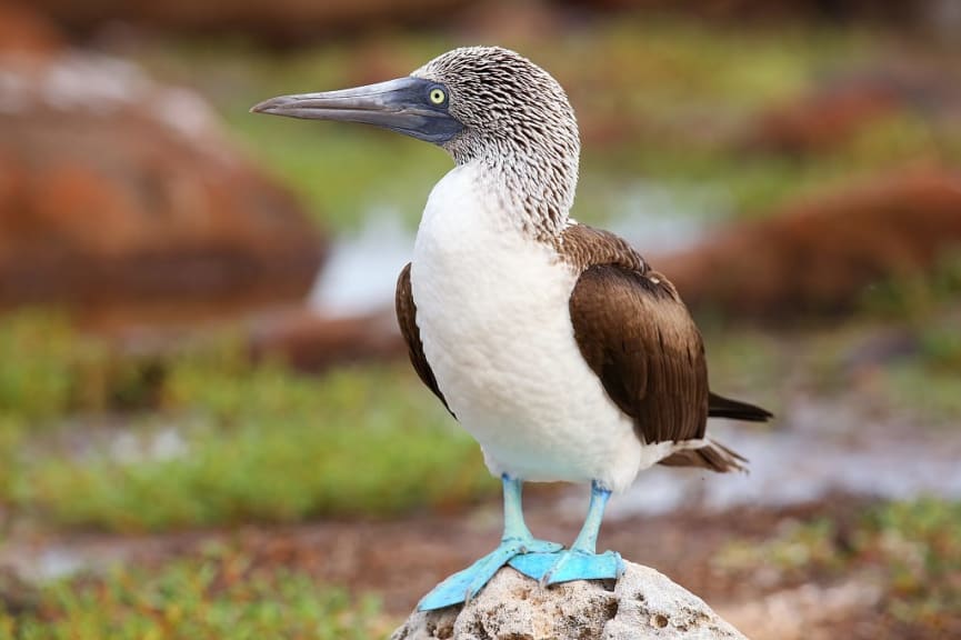 Blue-footed booby in the Galapagos Islands, Ecuador