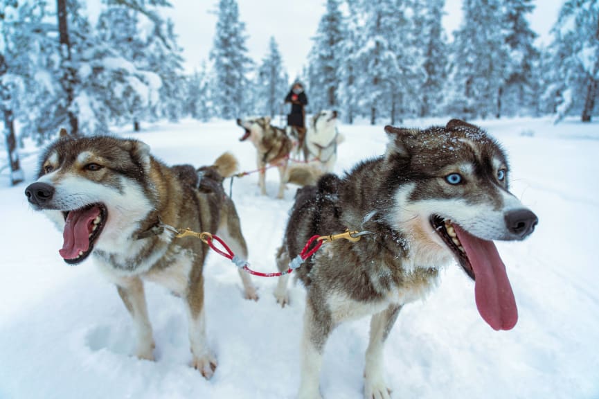 Husky sledding in Finnish Lapland