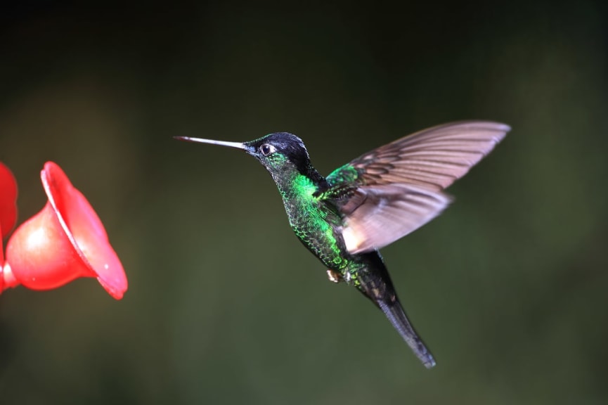 A buff-winged starfrontlet hummingbird in Ecuador