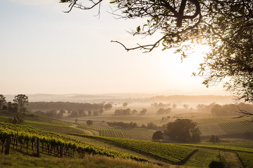 View of vineyards at sunrise in Hunter Valley, New South Wales.