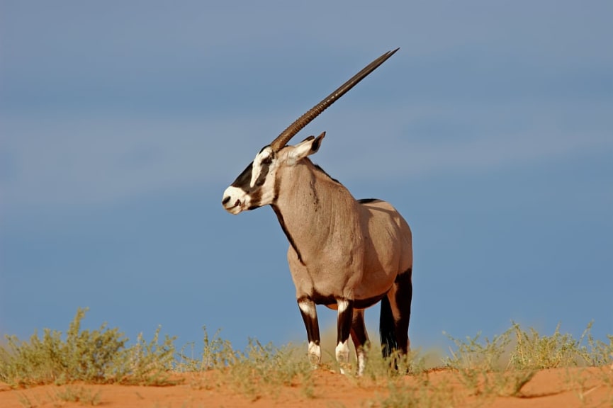 Gemsbok in South Africa