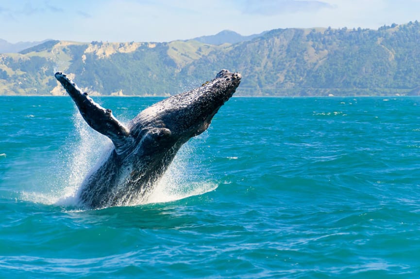 Humpback whale off the coast of Kaikoura, New Zeland