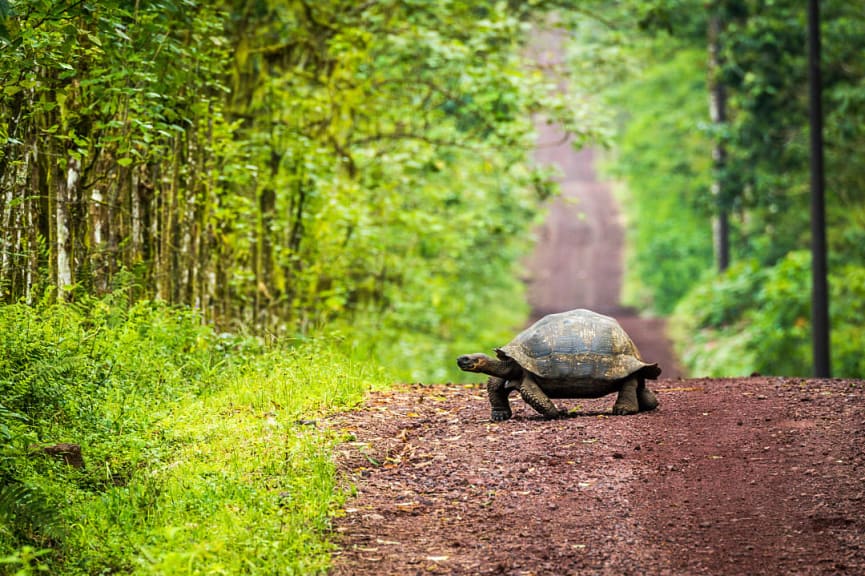 Giant tortoise crossing a dirt road through the jungle trees in the Galapagos, Ecuador