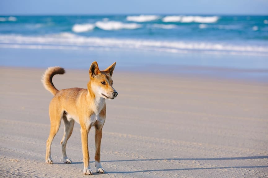 Dingo on the beach on Fraser Island, Queensland