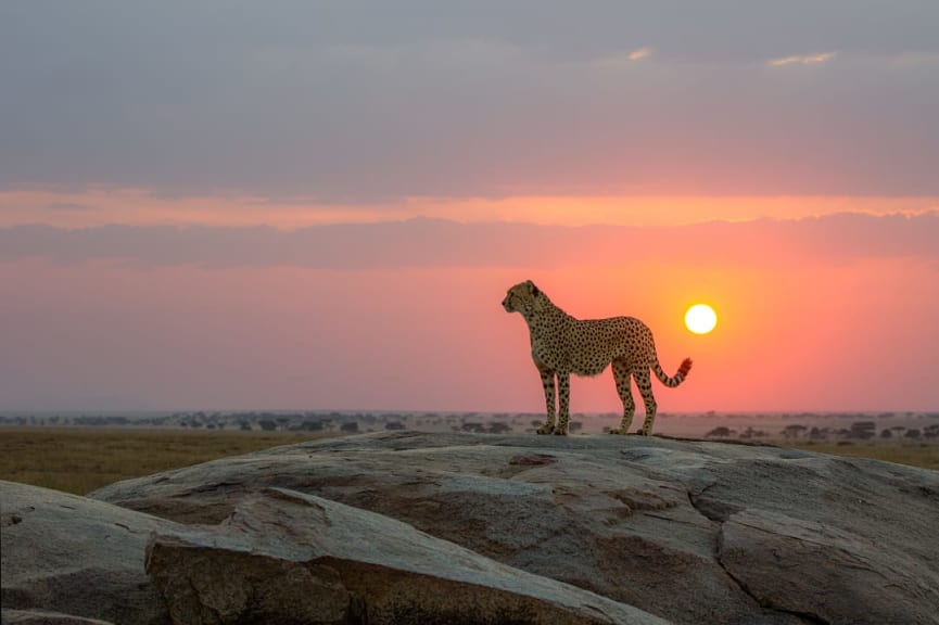 Cheetah at sunset in the East Africa savanna