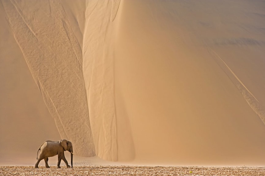 Desert Elephant in The Skeleton Coast, Namibia