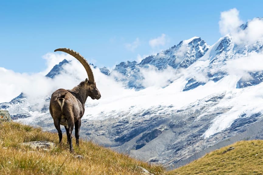 Alpine ibex in Gran Paradiso National Park