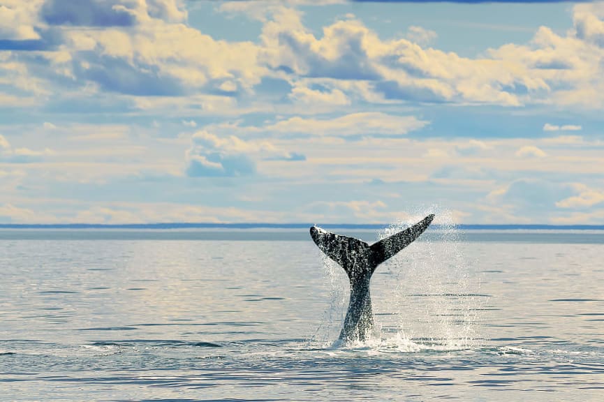 Whale in Puerto Madryn's bay, Argentina