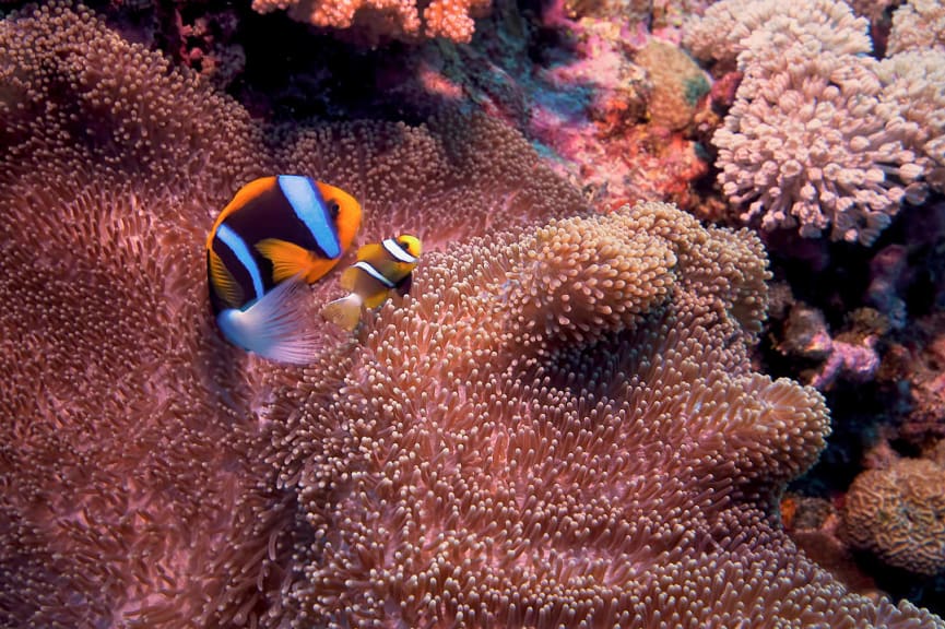 Clownfish swimming through anemone in the Great Barrier Reef, Queensland, Australia