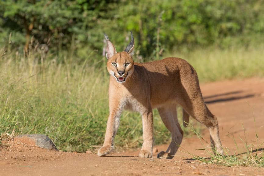 Caracal in Tarangire National Park, Tanzania