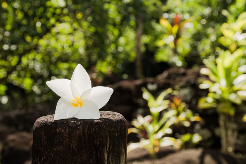 Tiare flower on a sunny day in Tahiti