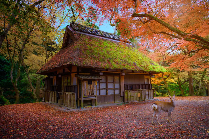 Fall foliage at the Deer Park in Nara, Japan