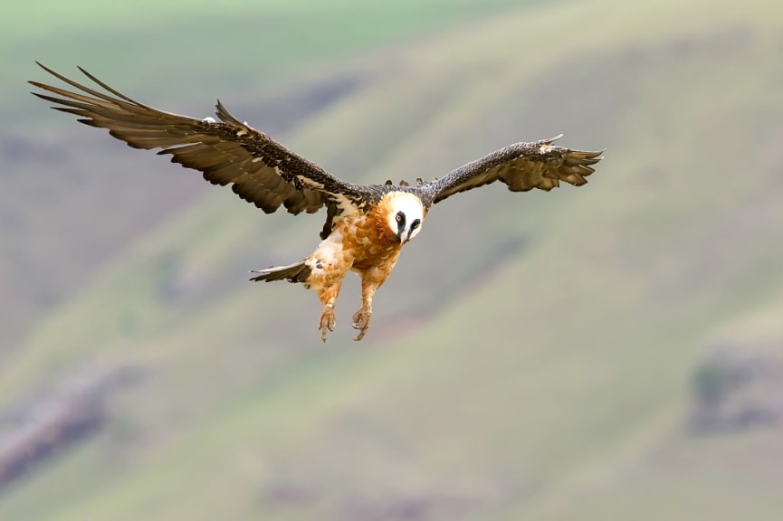 Lammergeier Vulture