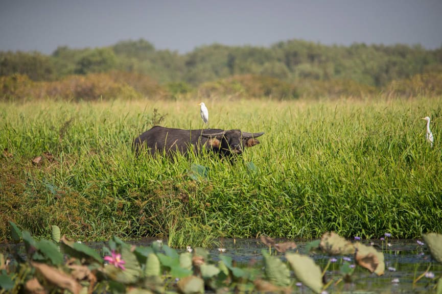 Water buffalo with cattle egret bird on back at Mary River, Northern Territory.