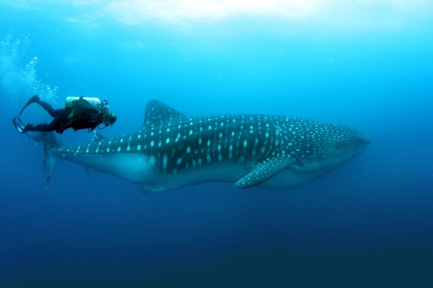 Scuba diver swimming with a whale shark in the Galapagos Islands