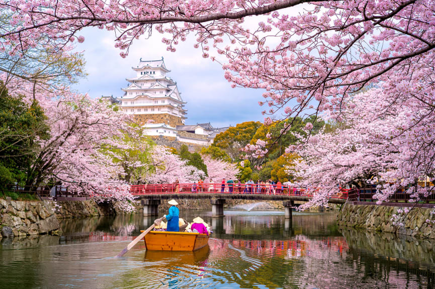 Boat with tourists on cherry blossom lined river along Himeji Castle in,Japan