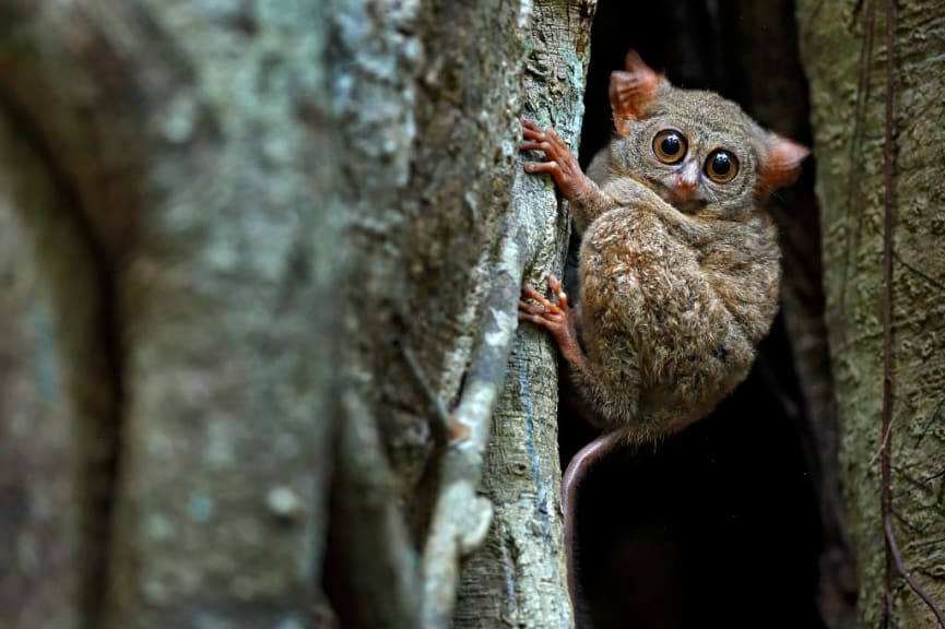 Tarsius tarsier clinging to a branch in Indonesia