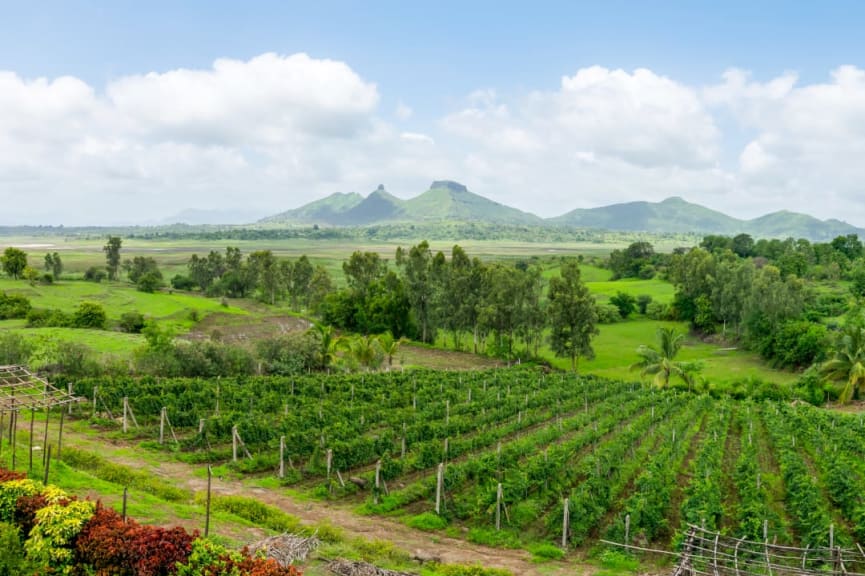 Vineyards of Nashik in India