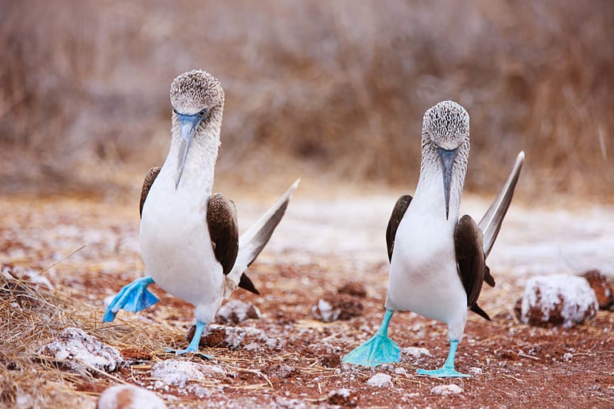 Blue-footed boobies performing the courtship ritual in the Galapagos Islands