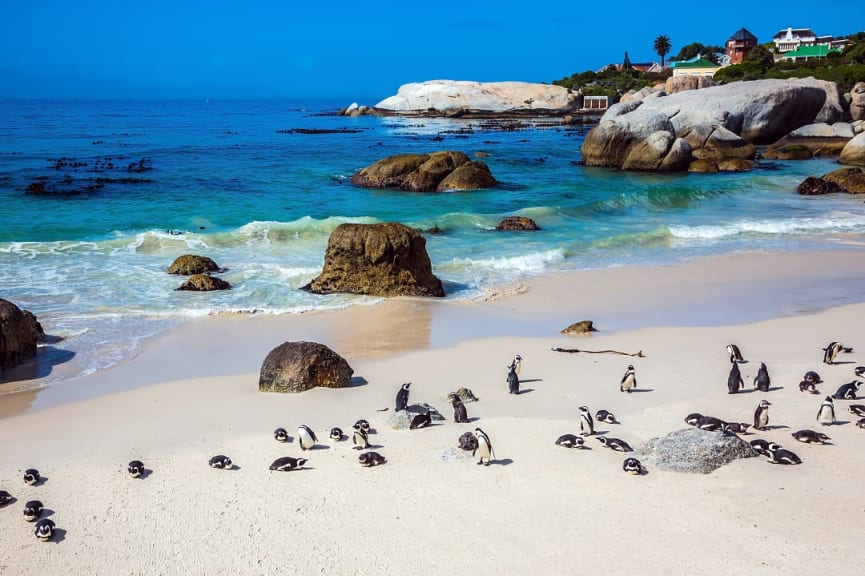 Penguin colony at at Boulder's beach in Cape Town, South Africa